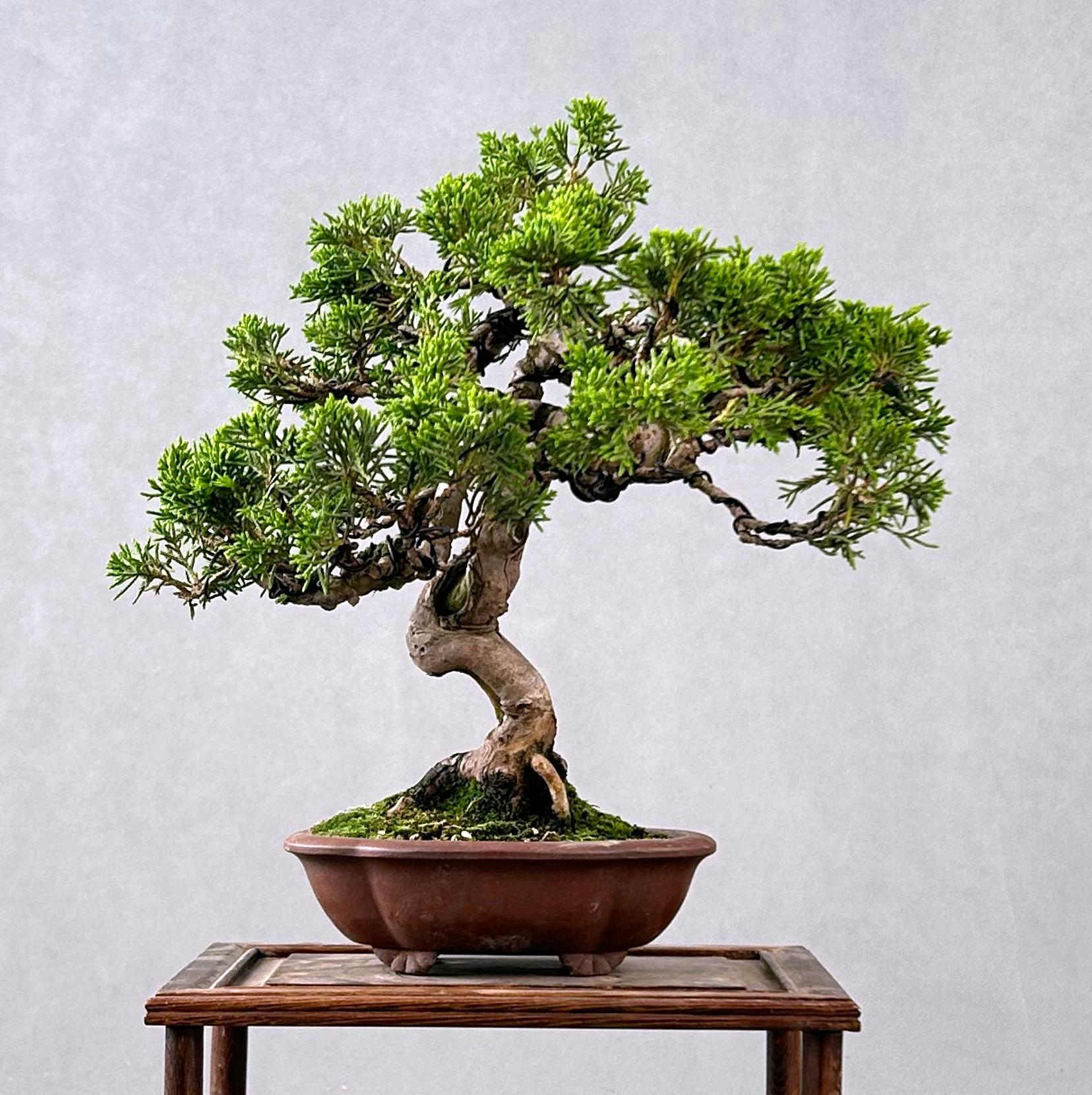 JUNIPERO CHINENSIS ITIOGAWA - Image 2